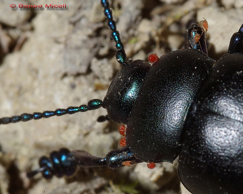 Timarcha tenebricosa parassitata da acari